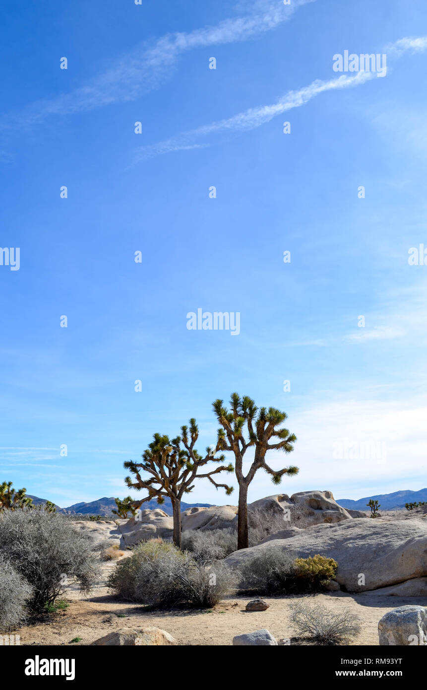 Joshua trees, ciel bleu et nuages légers, Joshua Tree National Park, Californie Banque D'Images