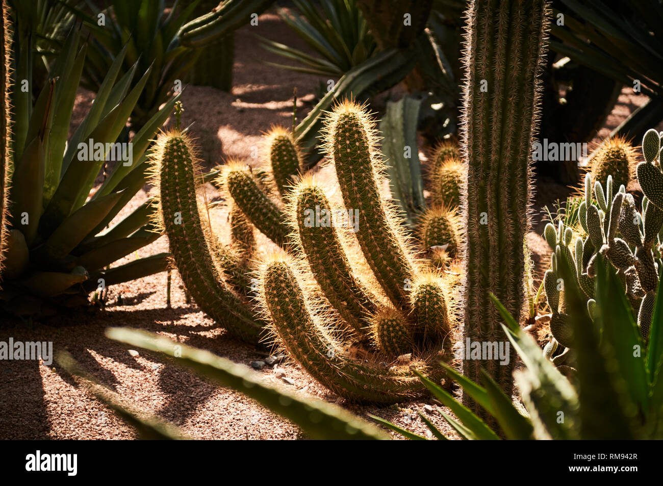 Les plantes dans les jardins botaniques du Jardin Majorelle, Marrakech, Maroc. Banque D'Images