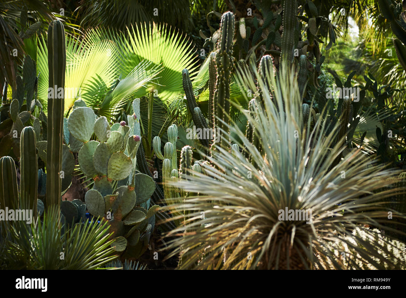 Les plantes dans les jardins botaniques du Jardin Majorelle, Marrakech, Maroc. Banque D'Images