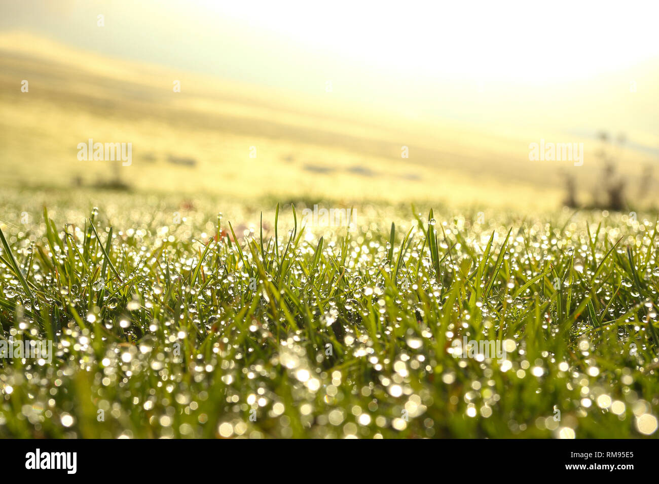 Gouttes de rosée sur l'herbe de l'eau à la lumière du jour avec un joli effet de flou en dehors de la zone de discussion Banque D'Images