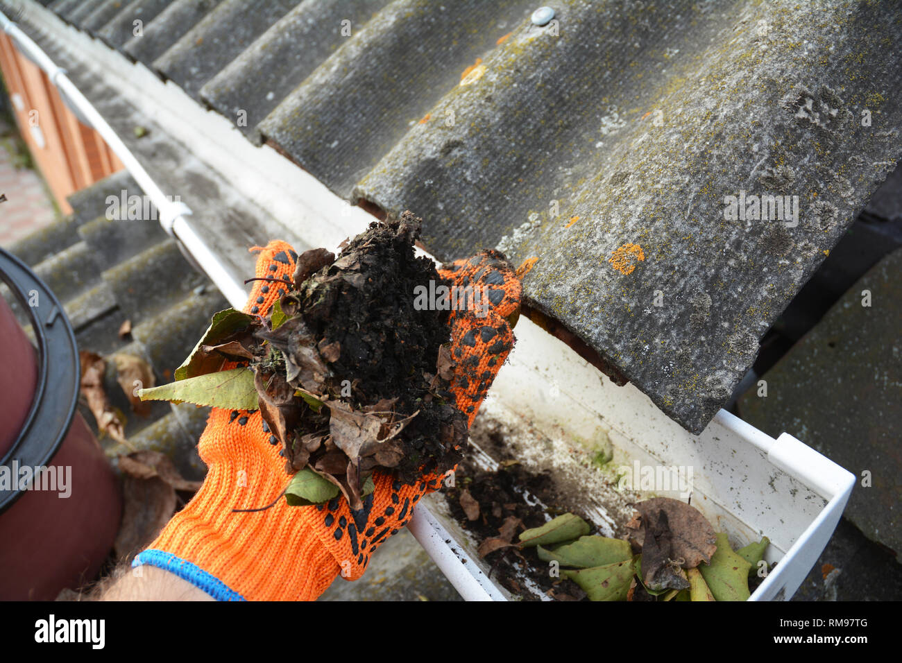 Le nettoyage de gouttière à la main à partir de feuilles tombées. Banque D'Images