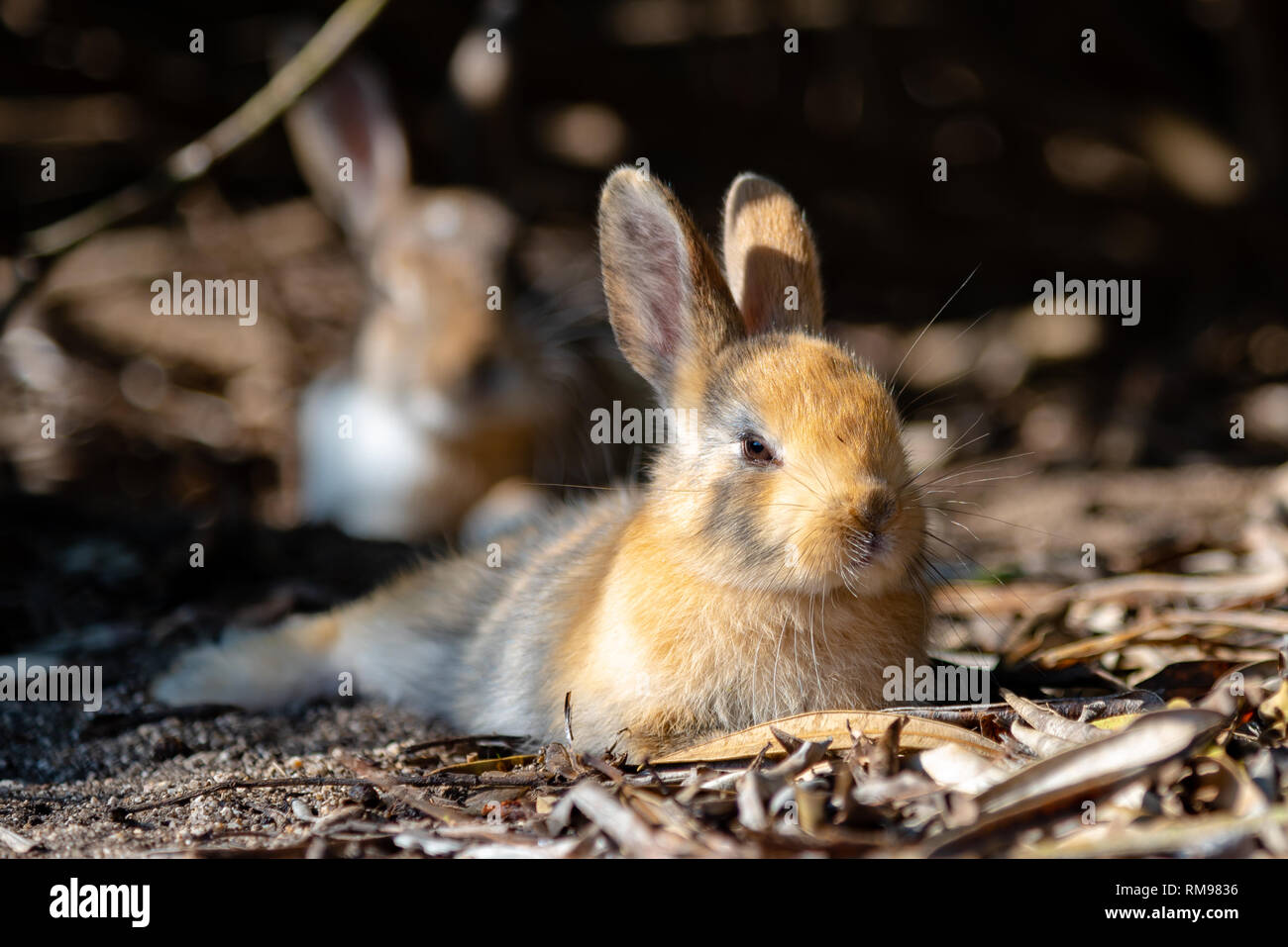 Mignon les lapins sauvages sur l'île ensoleillée de Okunoshima weaher, connu sous le nom de ' ' l'île de lapin. Banque D'Images