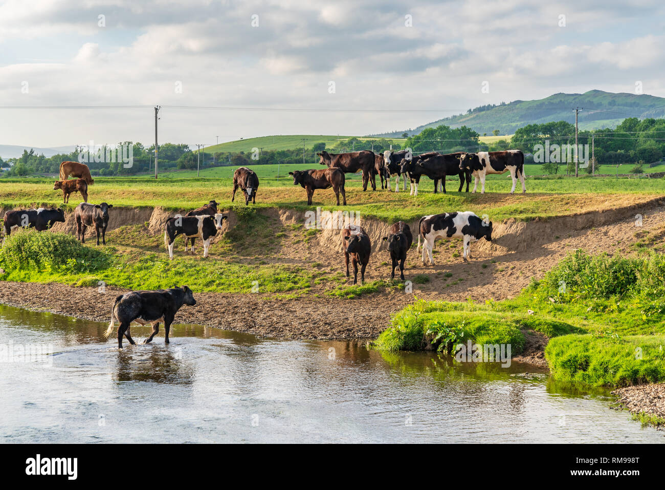 Près de Skipton, North Yorkshire, Angleterre, Royaume-Uni - Juin 06, 2018 : baignade dans la rivière Aire Banque D'Images