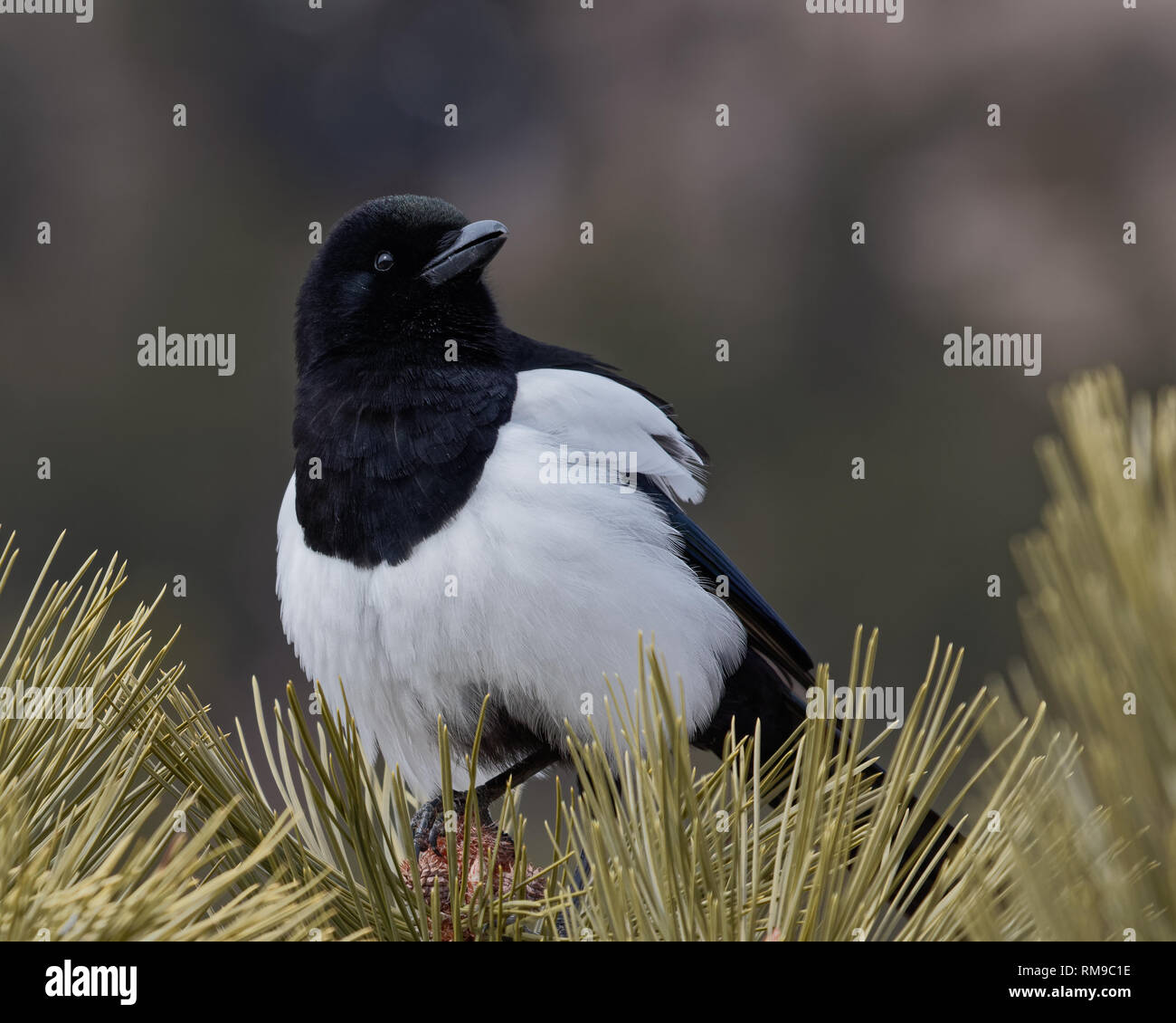 Une pie se dresse au sommet d'un pin dans le Parc National des Montagnes Rocheuses Banque D'Images