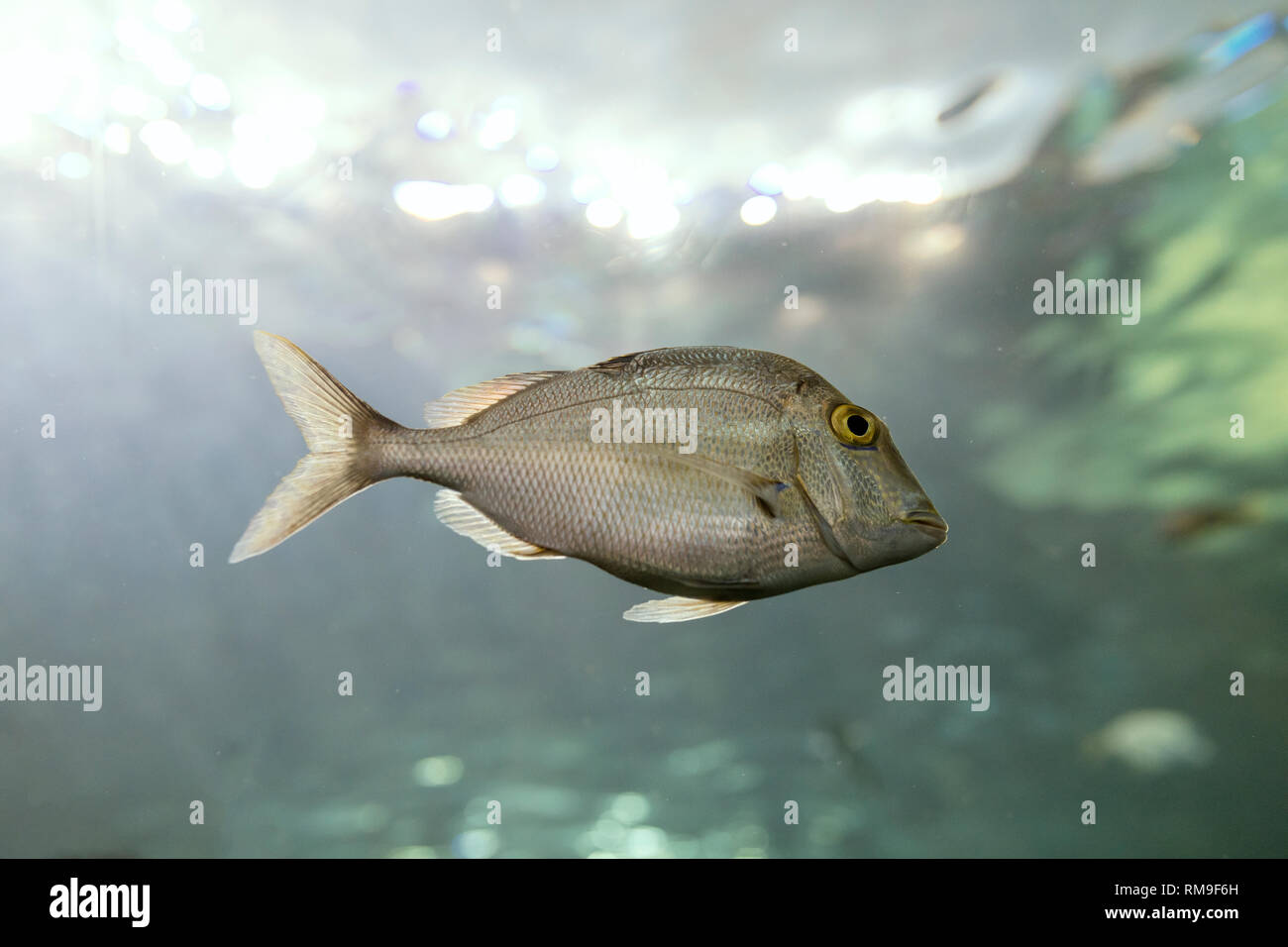 Petit poisson argenté à Ripley's Aquarium, à Toronto, Canada Banque D'Images