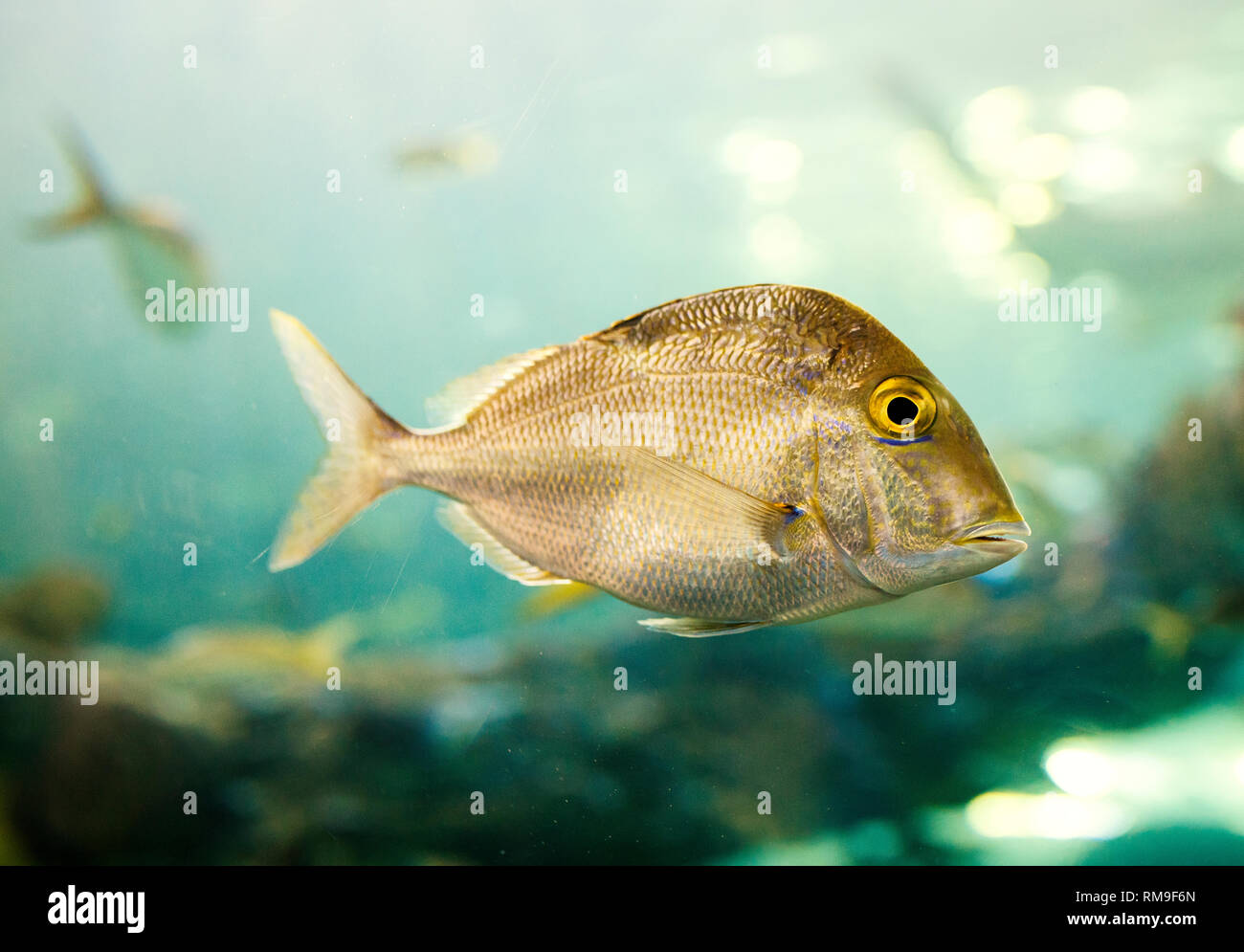 Petit poisson argenté à Ripley's Aquarium, à Toronto, Canada Banque D'Images