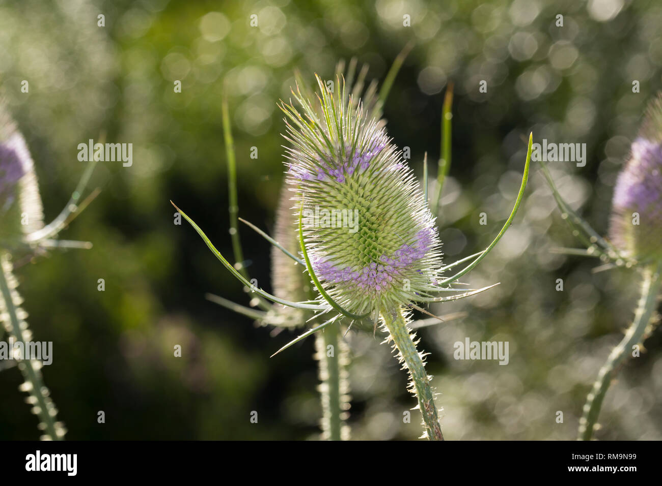 Wilde, Karde Blüten Blüte Karden,,, Dipsacus fullonum, Dipsacus sylvestris, cardère à foulon cardère sauvage, cardère, commune, la cardère sauvage, Cabaret d Banque D'Images