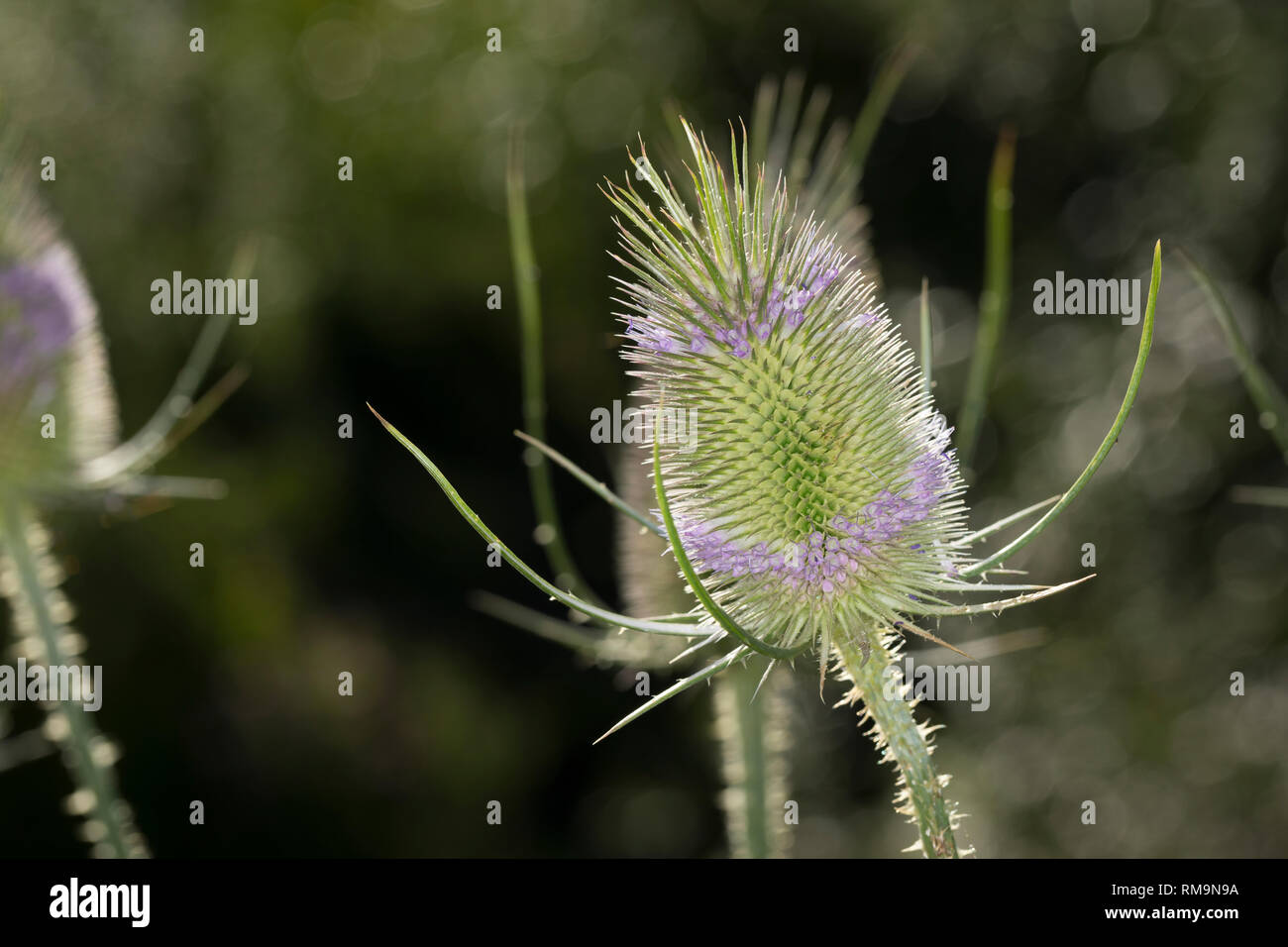 Wilde, Karde Blüten Blüte Karden,,, Dipsacus fullonum, Dipsacus sylvestris, cardère à foulon cardère sauvage, cardère, commune, la cardère sauvage, Cabaret d Banque D'Images