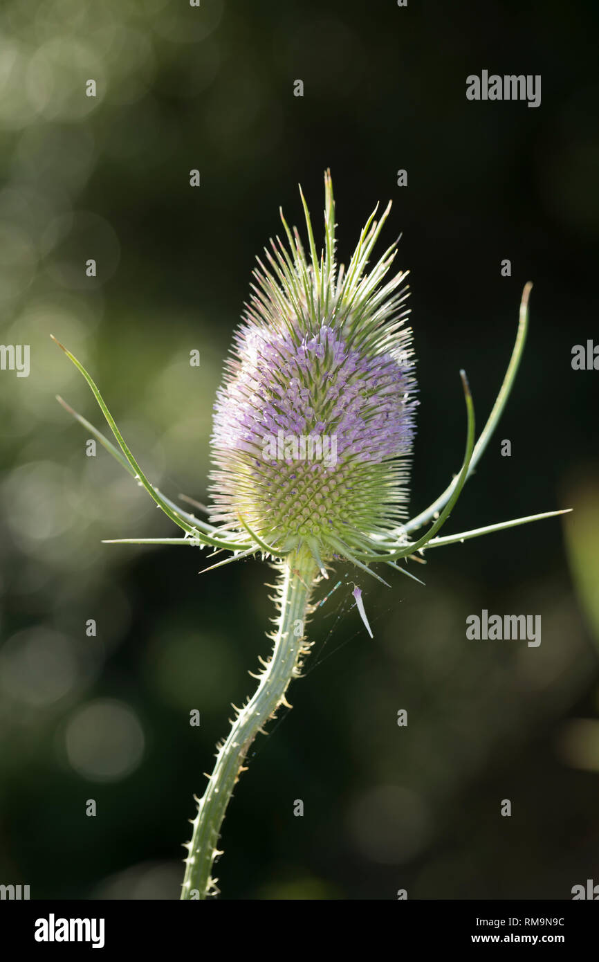 Wilde, Karde Blüten Blüte Karden,,, Dipsacus fullonum, Dipsacus sylvestris, cardère à foulon cardère sauvage, cardère, commune, la cardère sauvage, Cabaret d Banque D'Images