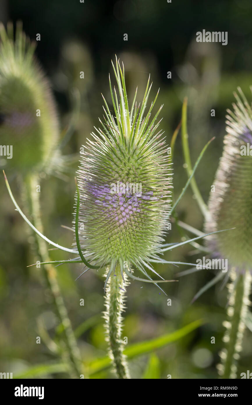 Wilde, Karde Blüten Blüte Karden,,, Dipsacus fullonum, Dipsacus sylvestris, cardère à foulon cardère sauvage, cardère, commune, la cardère sauvage, Cabaret d Banque D'Images