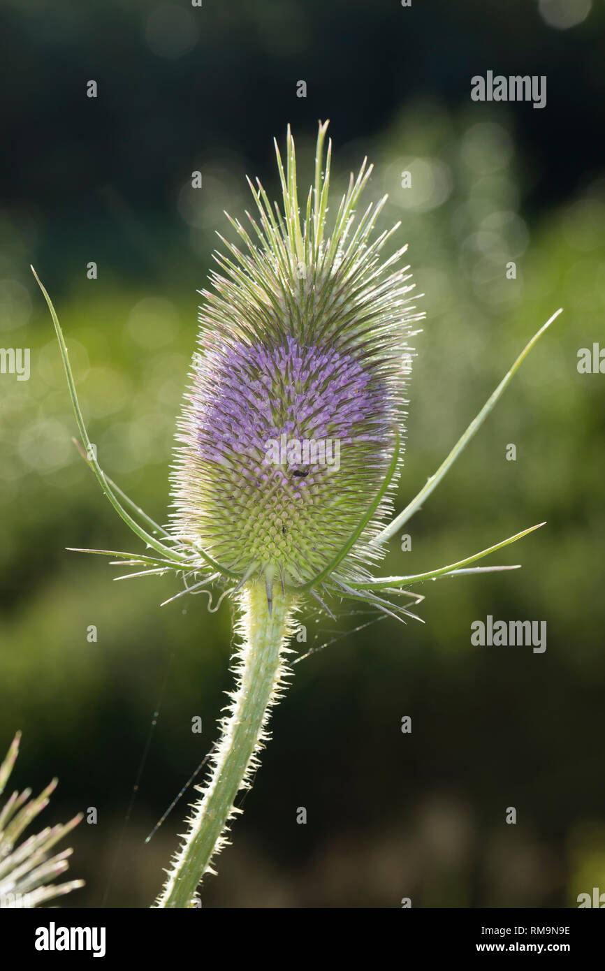 Wilde, Karde Blüten Blüte Karden,,, Dipsacus fullonum, Dipsacus sylvestris, cardère à foulon cardère sauvage, cardère, commune, la cardère sauvage, Cabaret d Banque D'Images