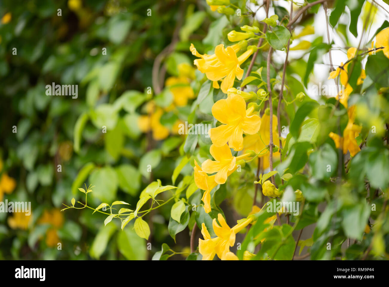 Belles Fleurs Jaunes Avec Des Feuilles Vertes Fond Cloture La Griffe De Chat Catclaw Vine La Griffe De Chat Plantes Rampantes Photo Stock Alamy Belles Fleurs Jaunes Avec Des Feuilles Vertes Fond Cloture La Griffe De Chat Catclaw Vine La Griffe De Chat Plantes Rampantes Photo Stock Alamy