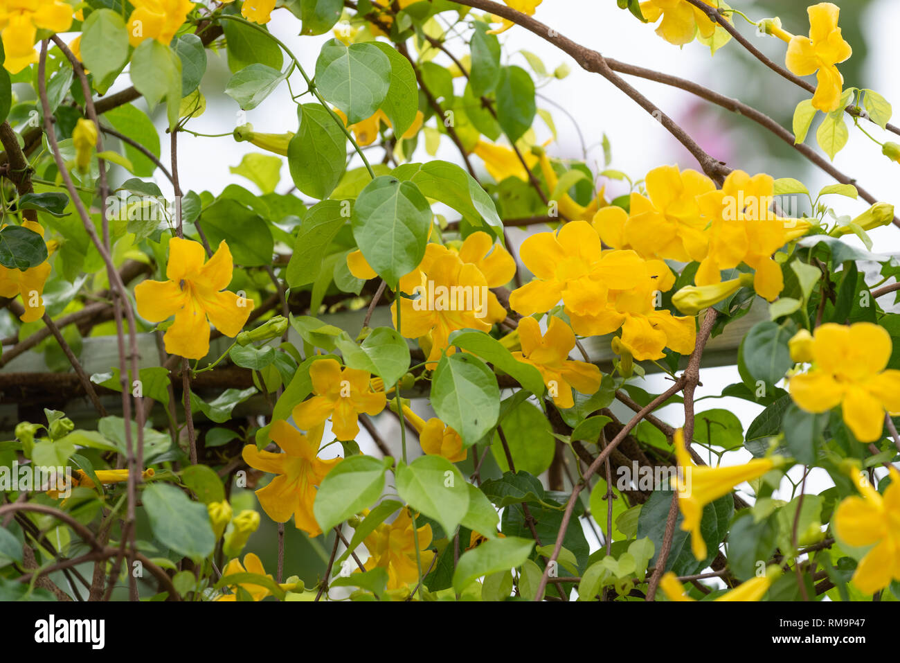 Belles fleurs jaunes avec des feuilles vertes sur la clôture métallique contre le fond de ciel bleu d'été,la griffe de chat, Catclaw Vine, la griffe de chat plantes rampantes Banque D'Images