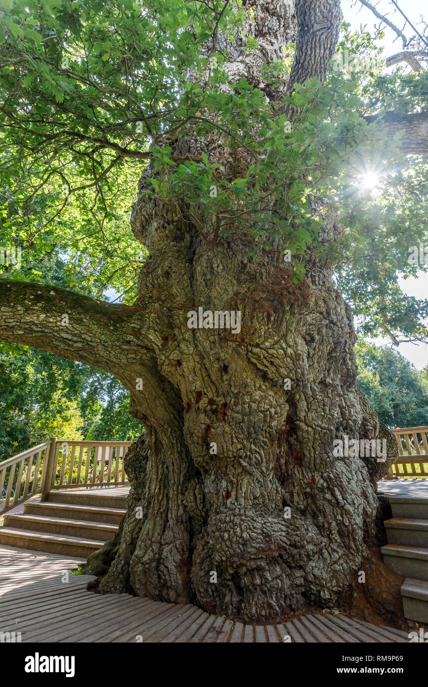 France, Morbihan, Concoret, Le Vaubossard, le Guillotin Oak tree ou arbre de chêne Eon ou Rues Eon Oak tree, arbre remarquable de France répertoriées par A.R.B.R.E. Banque D'Images