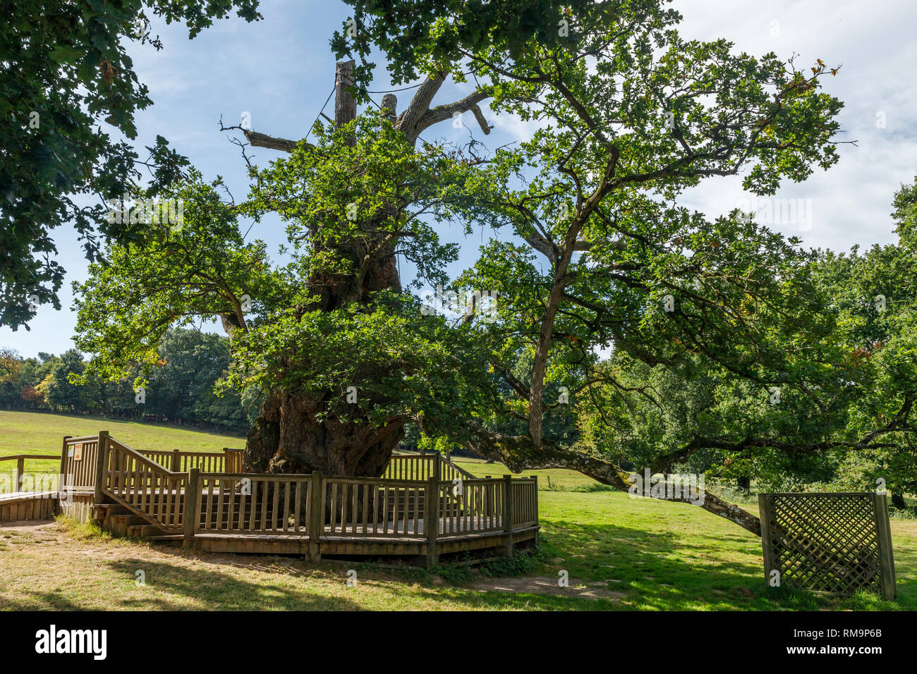 France, Morbihan, Concoret, Le Vaubossard, le Guillotin Oak tree ou arbre de chêne Eon ou Rues Eon Oak tree, arbre remarquable de France répertoriées par A.R.B.R.E. Banque D'Images