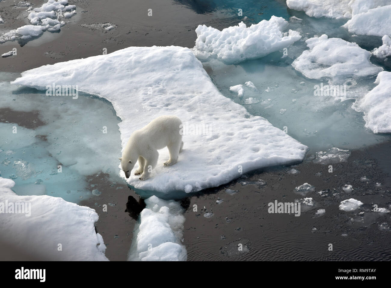 Déposée - 14 août 2015, ---, - : un ours polaire se dresse sur une banquise dans l'océan Arctique. Il y a moins de glace dans le cercle Arctique cet hiver. Les ours polaires donc regarder à terre pour l'alimentation. Les gens dans le nord de la Russie ont peur. (Dpa 'ours polaire parce que l'alarme du changement climatique dangereux - les clients de l'océan Arctique' du 14.02.2019) Photo : Ulf Mauder/dpa Banque D'Images
