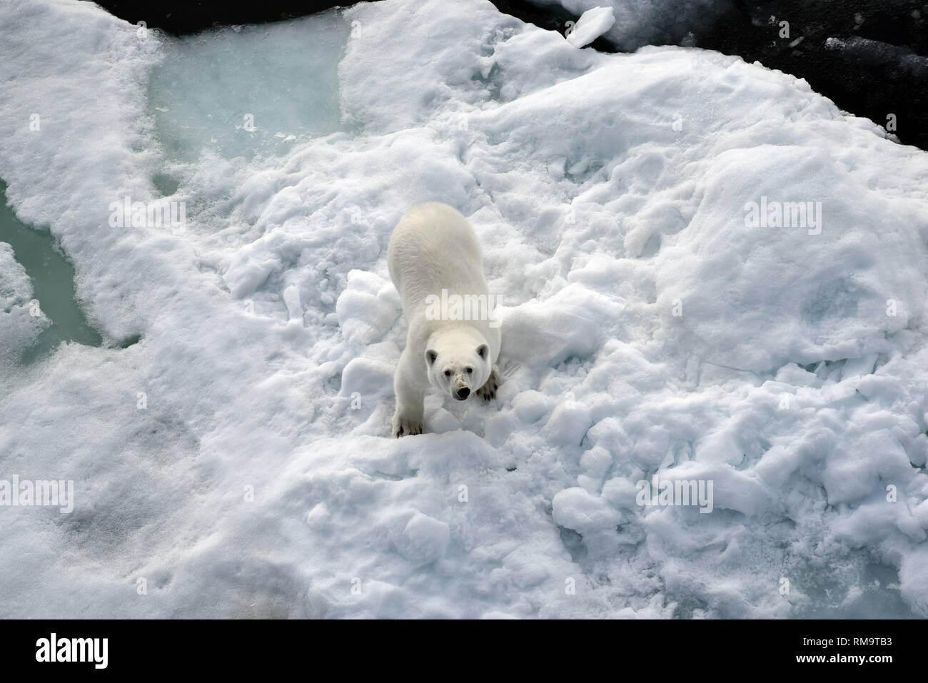 Déposée - 14 août 2015, ---, - : un ours polaire se dresse sur une banquise dans l'océan Arctique. Il y a moins de glace dans le cercle Arctique cet hiver. Les ours polaires donc regarder à terre pour l'alimentation. Les gens dans le nord de la Russie ont peur. (Dpa 'ours polaire parce que l'alarme du changement climatique dangereux - les clients de l'océan Arctique' du 14.02.2019) Photo : Ulf Mauder/dpa Banque D'Images