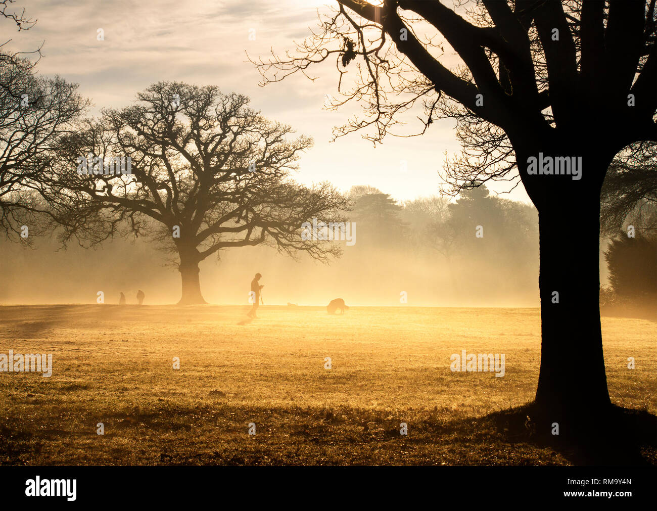 Commune de Southampton, Hampshire. 8Th Feb 2019. Météo britannique. Pression élevée continue à dominer la météo du Royaume-Uni, conduisant à un début de journée brumeuse pour dog walkers sur Southampton Common. Credit : James Hughes/Alamy Live News Banque D'Images