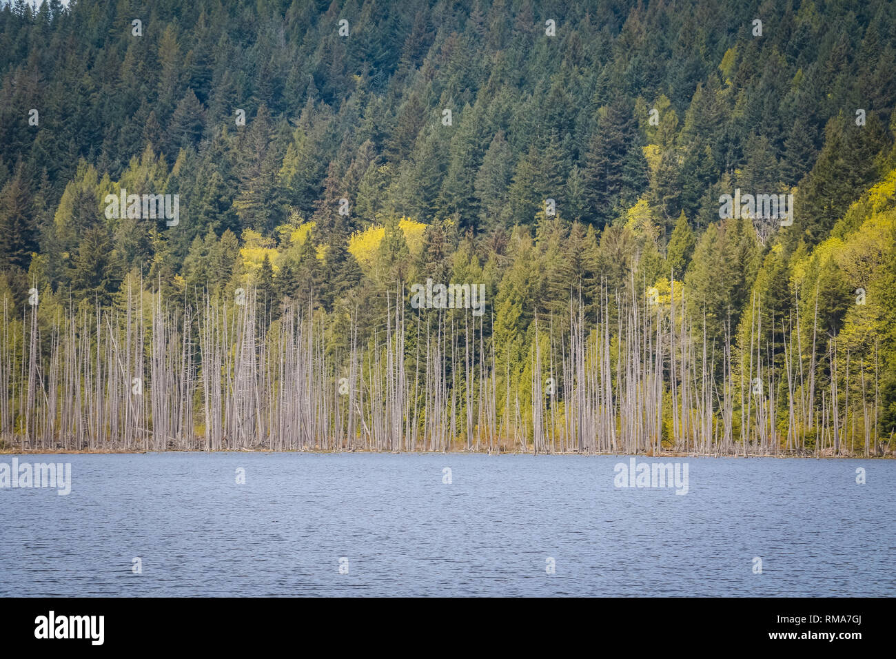 Dans la forêt profonde, printemps ajoute une explosion de nouveaux sur la croissance des peuplements d'arbres. La paisible, calme, réfléchi environs apporter du réconfort. Banque D'Images