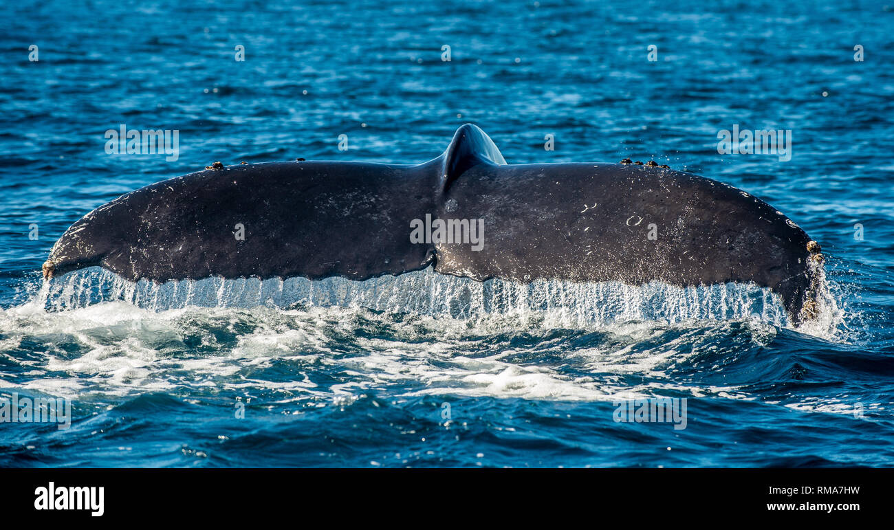 Dérive de l'imposante baleine à bosse (Megaptera novaeangliae). Banque D'Images
