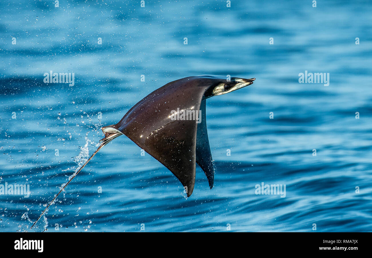 Mobula ray sautant de l'eau. Mobula munkiana, connu sous le nom de Manta de Monk, Munk, ray devil devil pygmée ray, smoothtail mobula. L'océan bleu ba Banque D'Images