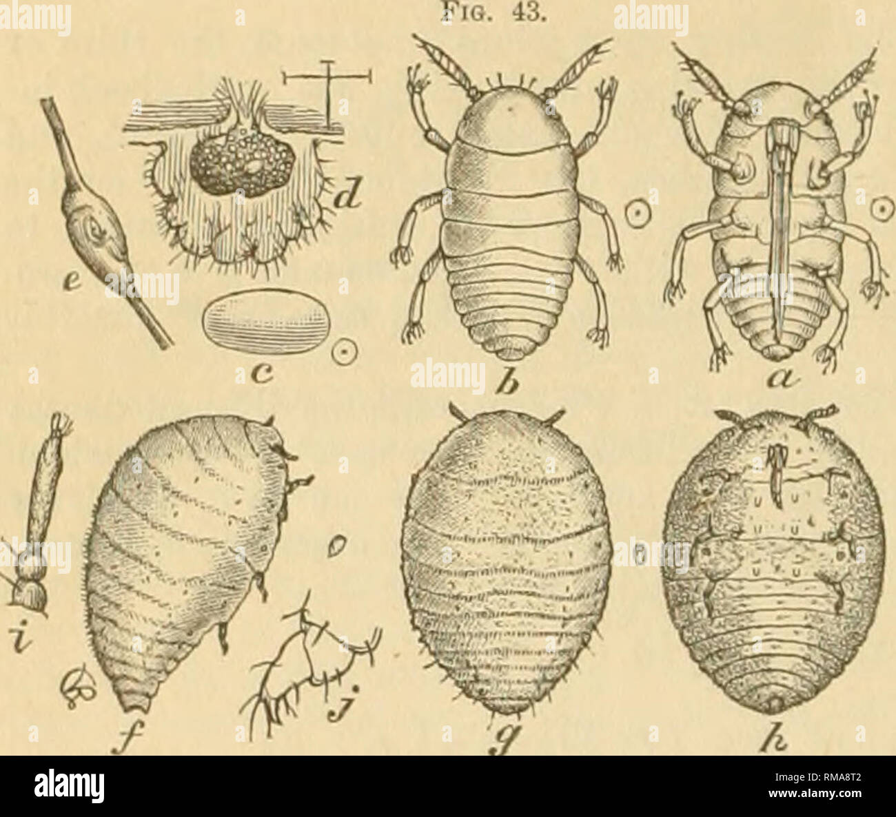 . Rapport annuel. Société d'entomologie de l'Ontario ; les insectes nuisibles ; insectes -- Périodiques de l'Ontario. 56. peu d'êtres humains, hexapode, ovale, qui diffèrent de leur mère dans leur couleur jaune vif et plus parfait des jambes et de l'antenne&gt ;, le tarsi être meublée avec de longs poils, souple, se terminant dans un globule plus ou moins distinctes. Dans l'éclosion, les œufs split longitudinalement à partir de l'extrémité antérieure, et les jeunes dont les poux est jaune pâle à fort contraste avec la couleur sombre des plus de la coquille de l'oeuf, s'échappe dans l'espace de deux minutes. L'émission de l'embouchure de l'audace, ces jeunes o scatter pou Banque D'Images