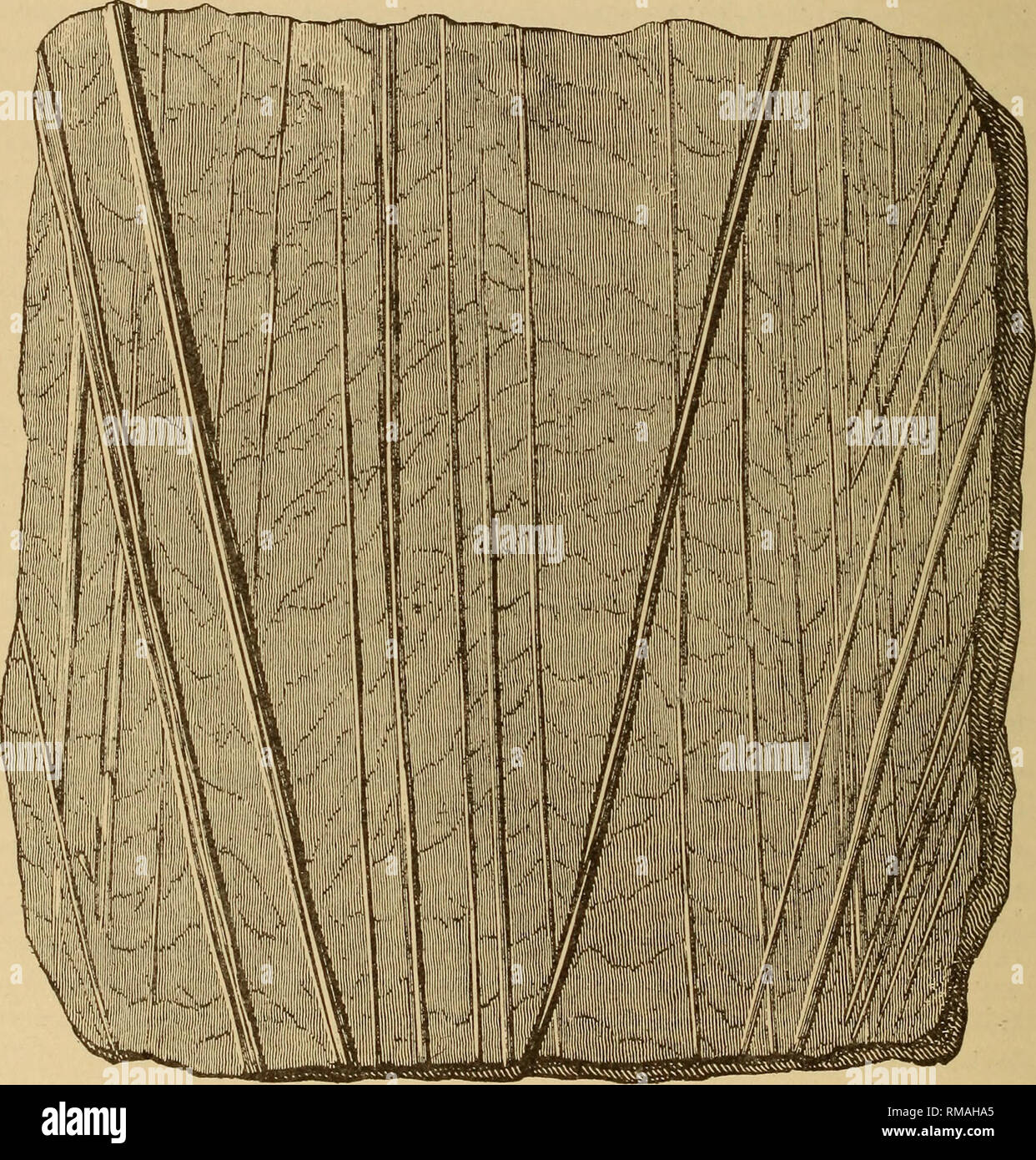 . Rapport annuel. New York State Museum ; Sciences ; Sciences. 202 New York State Museum Le professeur Hall dans le ci-dessus a donné une attention particulière à la remarquable jette de crêtes et de stries, et le modèle de ce qu'il a choisi pour son illustration est d'une telle qualité fine que la figure est ici reproduit. Il n'est pas étonnant qu'il les a comparés à des rayures glaciaire sur des surfaces rocheuses du sous-sol, et il n'est guère étonnant, non plus, que les observateurs ont plus tard avait quelque chose de louche sur ces plaques rainurées et marqué. remarquablement comme évocateurs de ce travail. Dans un paragraphe qui suit directement celui mentionné, Hall Banque D'Images