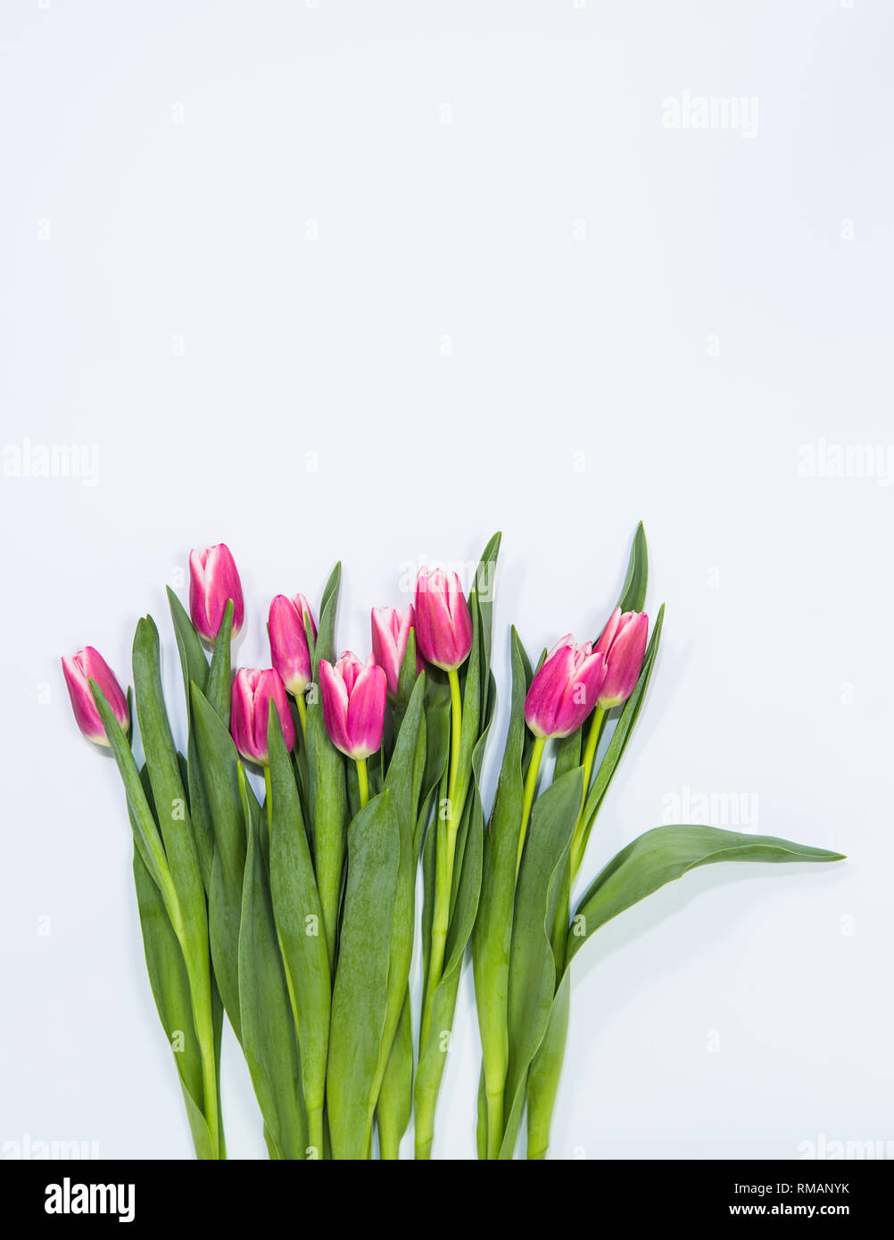 Rangée de tulipes au printemps rose vif sur un fond bleu pâle Banque D'Images