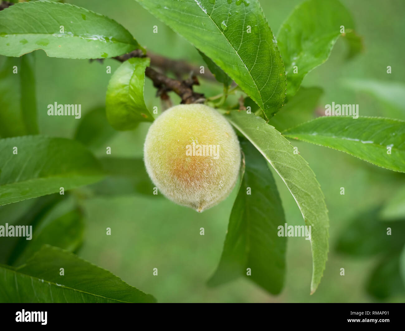 Les jeunes peach mûrit sur l'arbre dans le début de l'été Banque D'Images