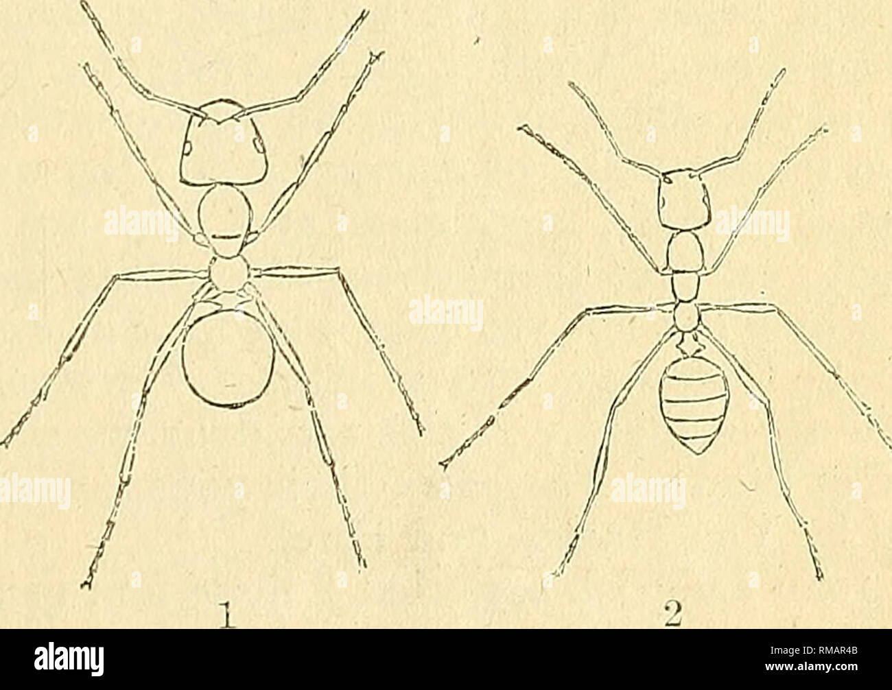 . Rapport annuel. Société d'entomologie de l'Ontario ; les insectes nuisibles ; les insectes. Fig. 17. Fig. 18. Camponotus inflatus, (Lub- bock, le miel de l'Australie j'Ant (amplifié deux fois). 1. Formica sanguinea, travailleur. 2. Rufct Polyergus, cens travailleur. Les deux espèces de l'esclave, l'Europe. (De Lubbock.) observateur qui a découvert l'existence d'Slavery chez les fourmis. Il y a plusieurs espèces qui ont l'habitude, certains dans un degré plus fort que d'autres ; et il est singulier que l'institution a eu un effet plus dégradants sur ceux qui semblent les plus accro. Formica sanguinea, (voir Fig. 18), dans le sud-est Banque D'Images