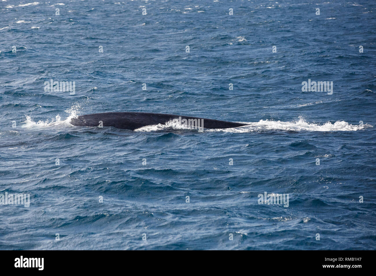 Blue Safari visuel aux baleines au Sri Lanka. Rorqual bleu dans la mer ouverte. Banque D'Images