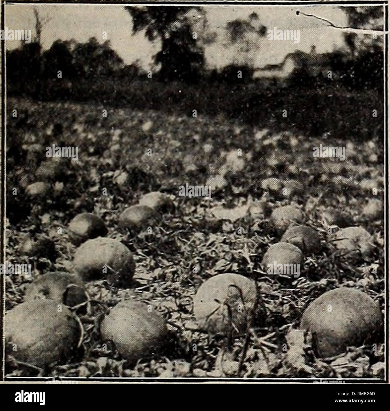 . True Blue de annuelle de graines. Les catalogues de graines de semence ; l'industrie et du commerce Ohio Columbus Columbus Ohio catalogues ; légumes ; fruits Catalogues Catalogues Columbus Ohio Columbus Ohio ; fleurs ; Jardinage Catalogues Columbus Ohio catalogues de fournitures et de matériel. LIVINGSTON'S PIE le squash. Appelé par certains semenciers "Pie Pumpkin," et "luxe". Puiupkin d'hiver si le squash ou citrouille, une chose est sûre, c'est longtemps à l'avance de toute citrouille dans gnality. La couleur de la peau est simi- lar à celle de la chair de pomme golden russet et jaune très épais. Très tôt, étonnamment productifs (voir coupe) Banque D'Images