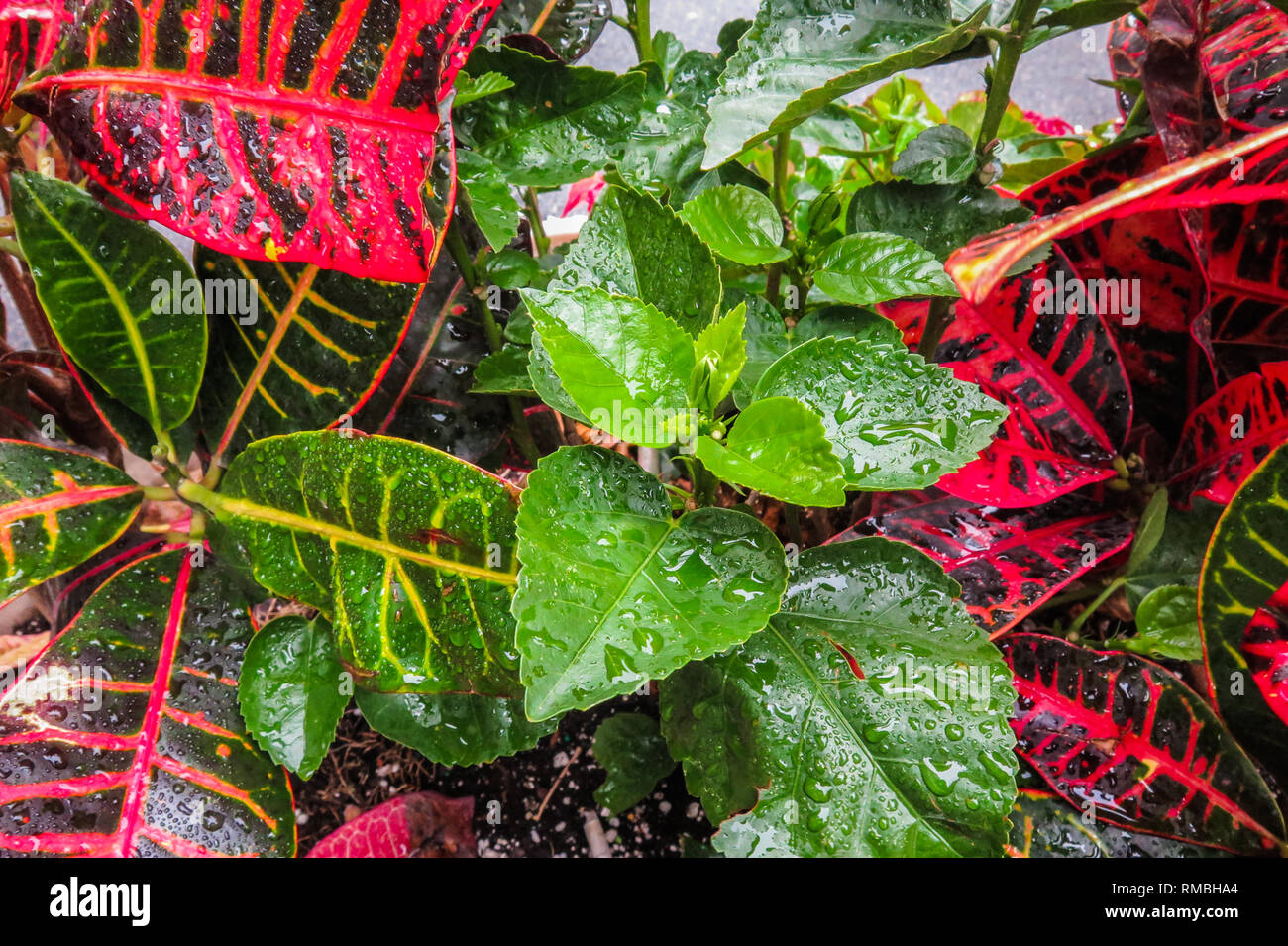 Gouttes de pluie Banque D'Images