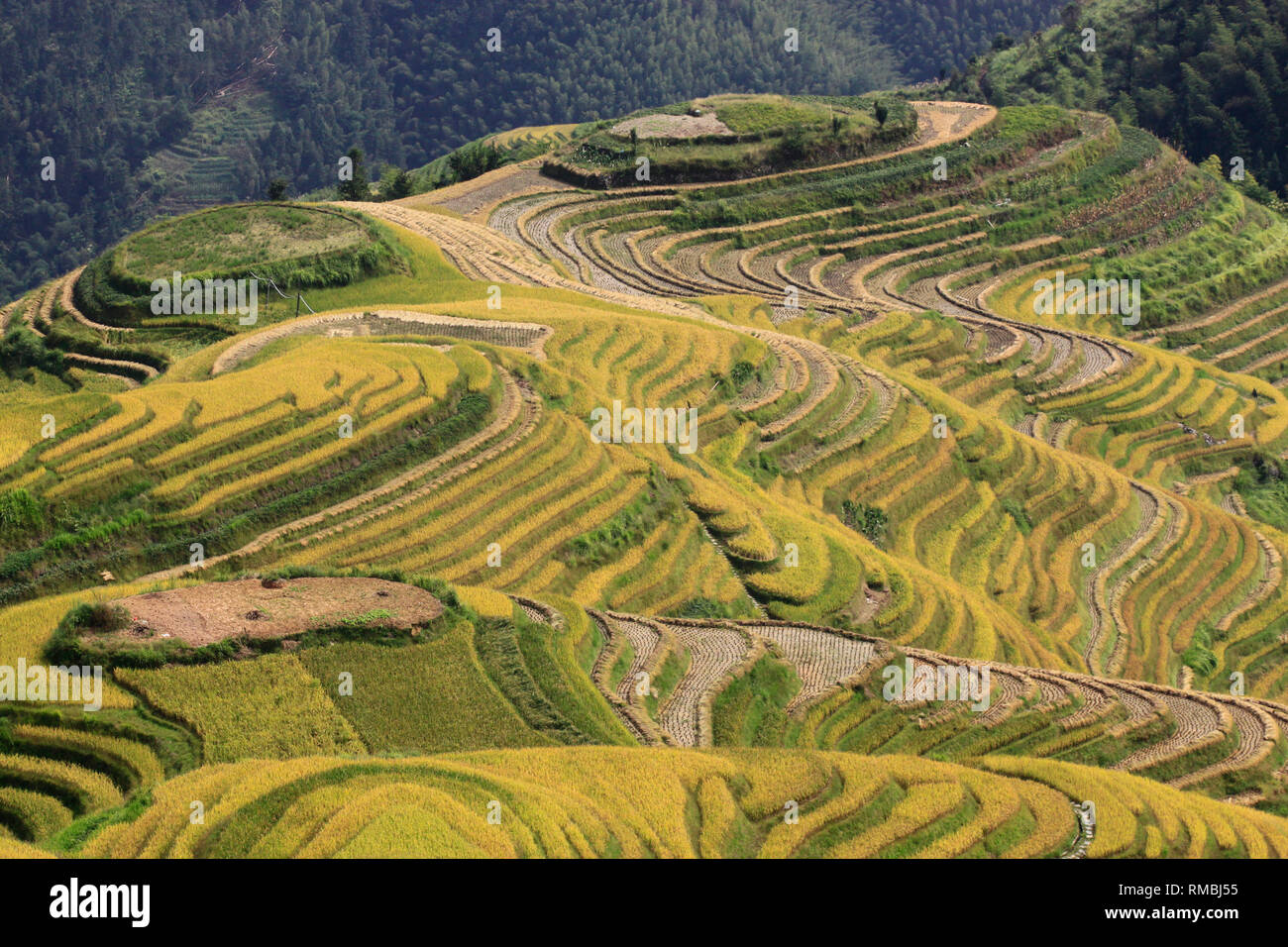 Le jaune vert Longsheng Rizières Dragon's backbone également connu sous le nom de Longji terrasses de riz Banque D'Images