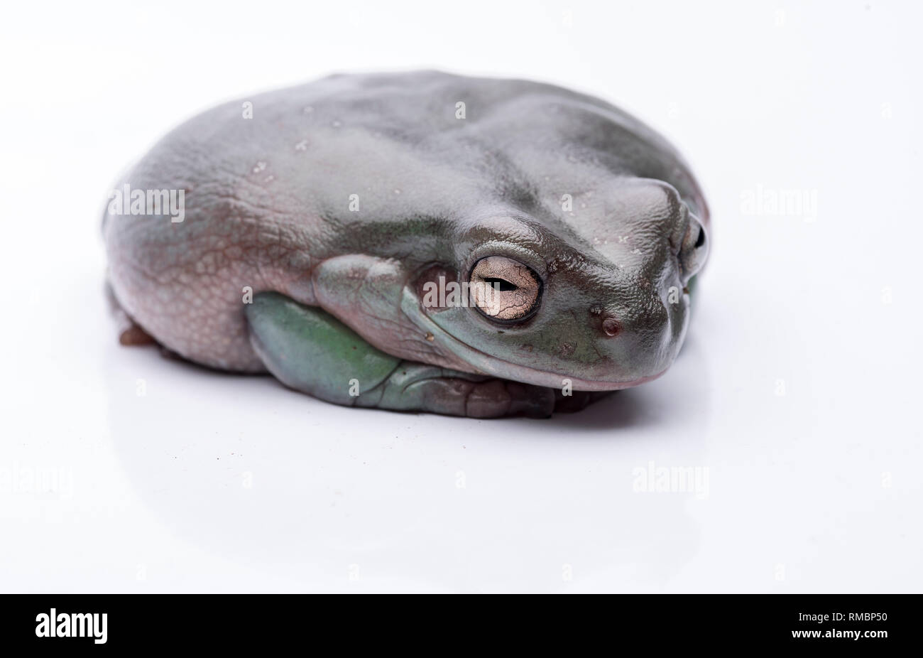 Une grande, grosse grenouille australienne, assis sur le sol. Isolés contre un fond blanc, pur. L'accent sur les yeux. Prix pour l'exemplaire Banque D'Images