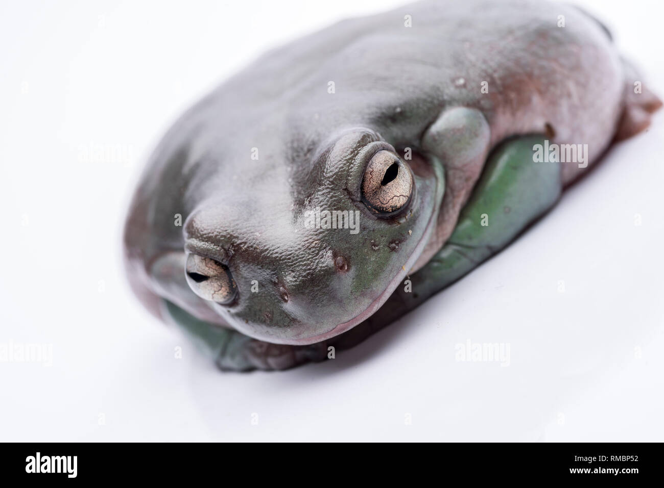Une grande, grosse grenouille australienne, assis sur le sol. Isolés contre un fond blanc, pur. L'accent sur les yeux. Prix pour l'exemplaire Banque D'Images