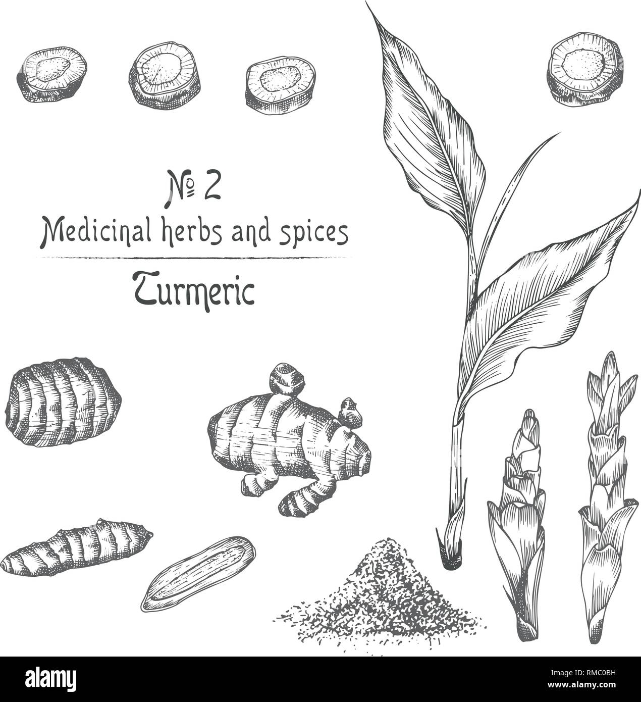 Mis à la main du curcuma racines, vit et de fleurs en couleur noir isolé sur fond blanc. Retro vintage design graphique. Illustration de Vecteur