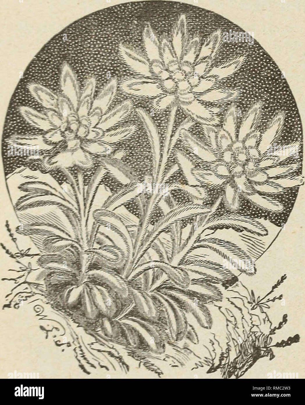 . Catalogue descriptif annuel 1895 : graines. Les graines de légumes, graines de fleurs Catalogues Catalogues ; plantes ornementales ; catalogues, matériel et fournitures de jardinage ; Catalogues Catalogues commerciaux Connecticut New Haven. ACROCLINIUM. Jolie floraison d'été annuelles, plantes formant environ 1 pieds de haut, portant de grandes quantités de Bowers double blanc, rose, etc.* Ils sont de magnifiques bouquets d'hiver pour everlastings- Double .rejeté par pkt.. .10 .05 $ Rose Blanc .05 AMMOBIUM. Une éternelle utile pour faire des bouquets d'hiver secs, et une remarquable usine t liord. Alatum W hite par pkt., 8,054 iroc/iniu Banque D'Images