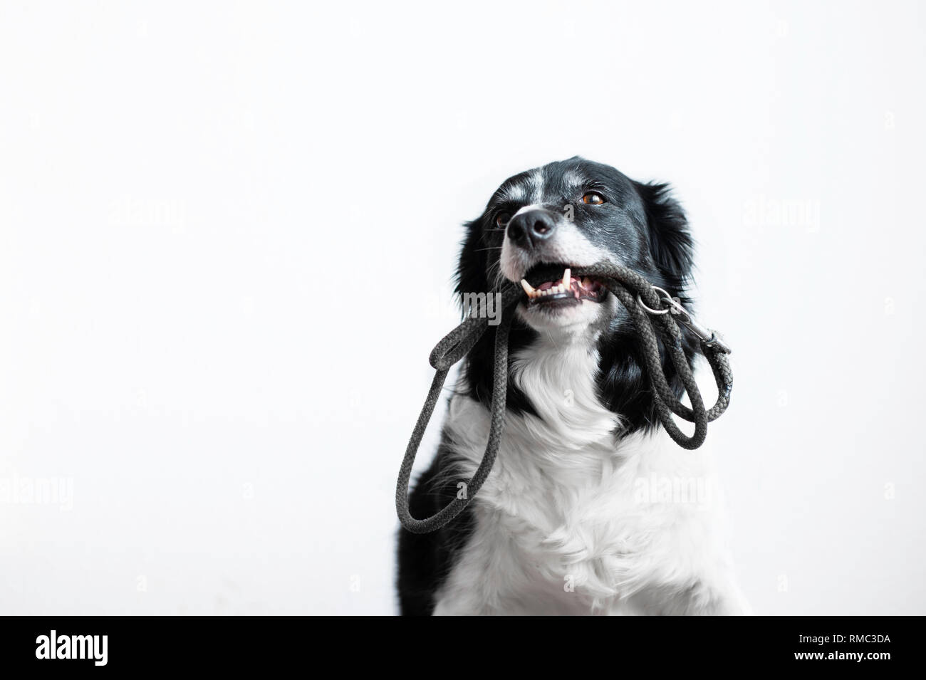 Joli chien avec laisse en bouche. Border Collie noir et blanc en attente sur le marche. Portrait sur fond blanc. Banque D'Images