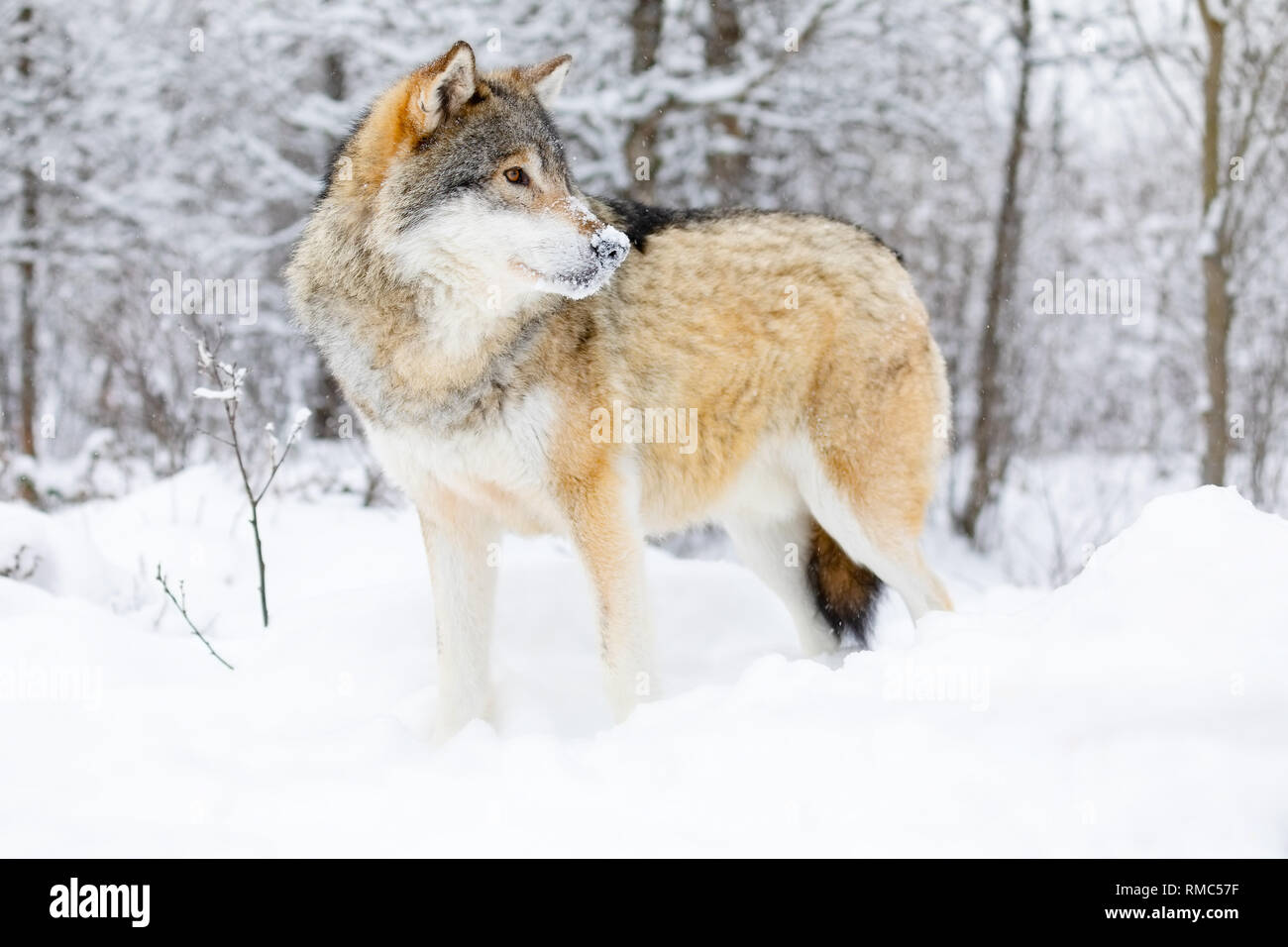 L'accent mâle alpha wolf se trouve dans la neige dans la belle forêt d'hiver Banque D'Images