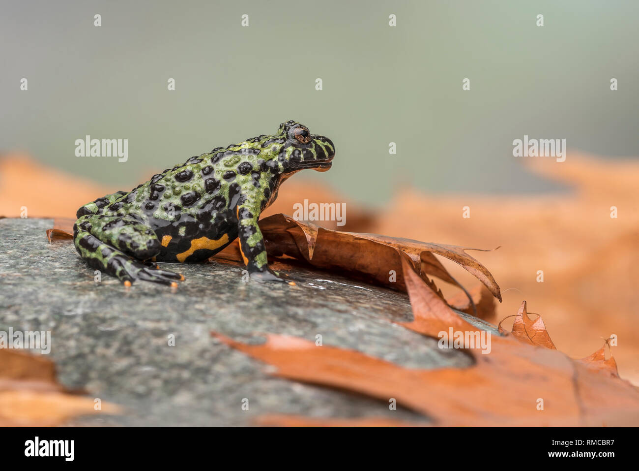 Un incendie Bellied Toad (Bombina orientalis) assis sur une petite pierre, avec des feuilles d'oranger tout autour de lui Banque D'Images