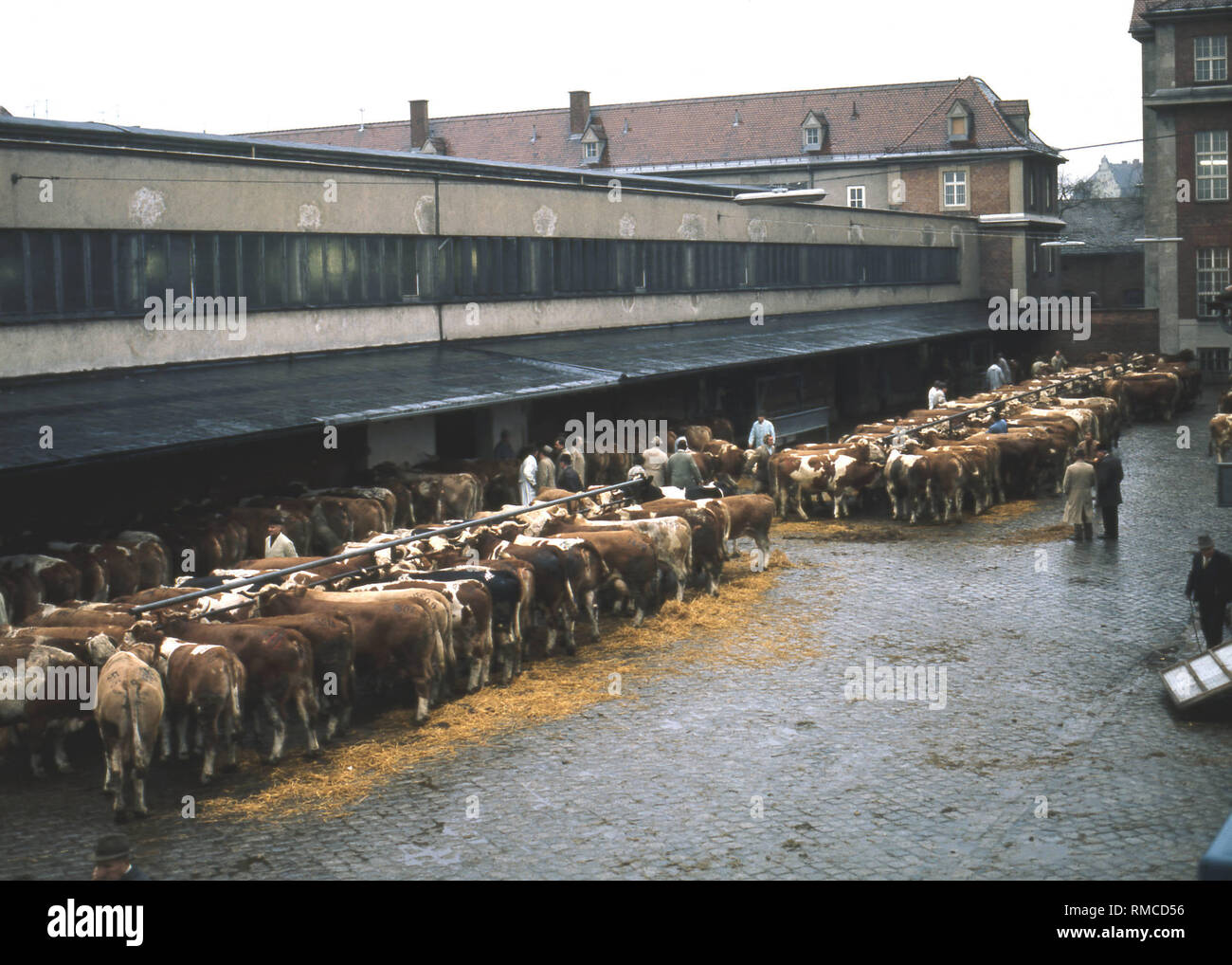 Le Viehhof Muenchen est le centre de commerce pour les agriculteurs et les marchands qui veulent vendre du bétail. Le handsale est considéré comme un contrat ayant force obligatoire. Banque D'Images