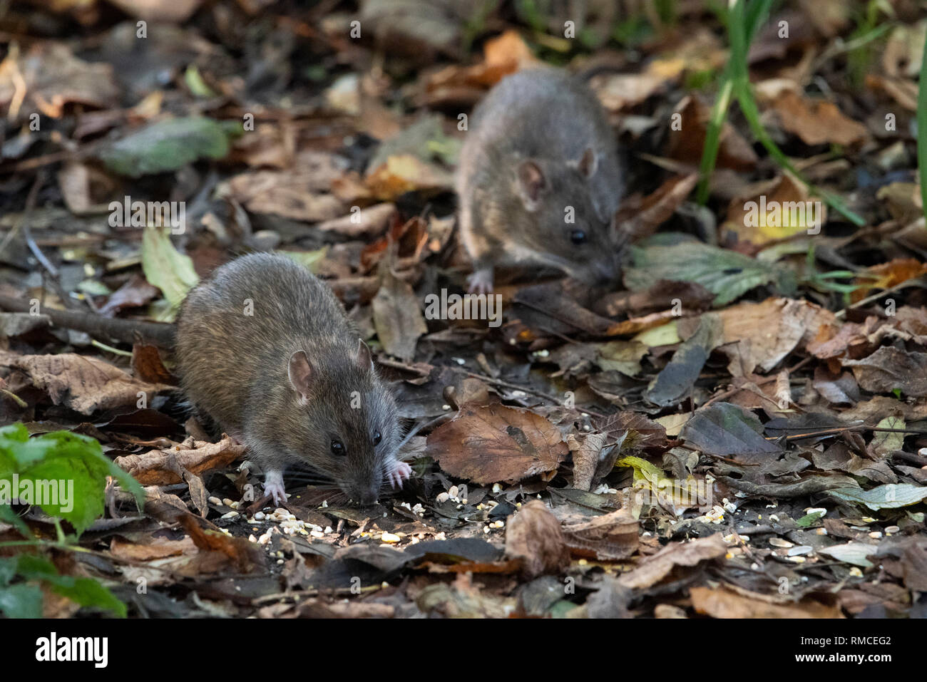 Deux rats communs, Rattus norvegicus, en sous-bois, Leighton Moss, Silverdale, Carnforth, Lancashire. Banque D'Images