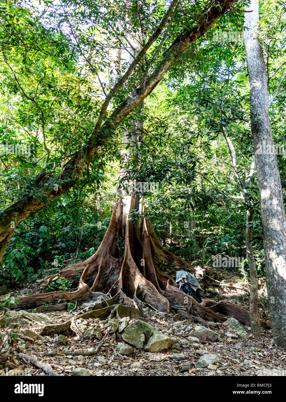 Forêt naturelle dans le Parc National Tayrona Colombie Amérique du Sud Banque D'Images