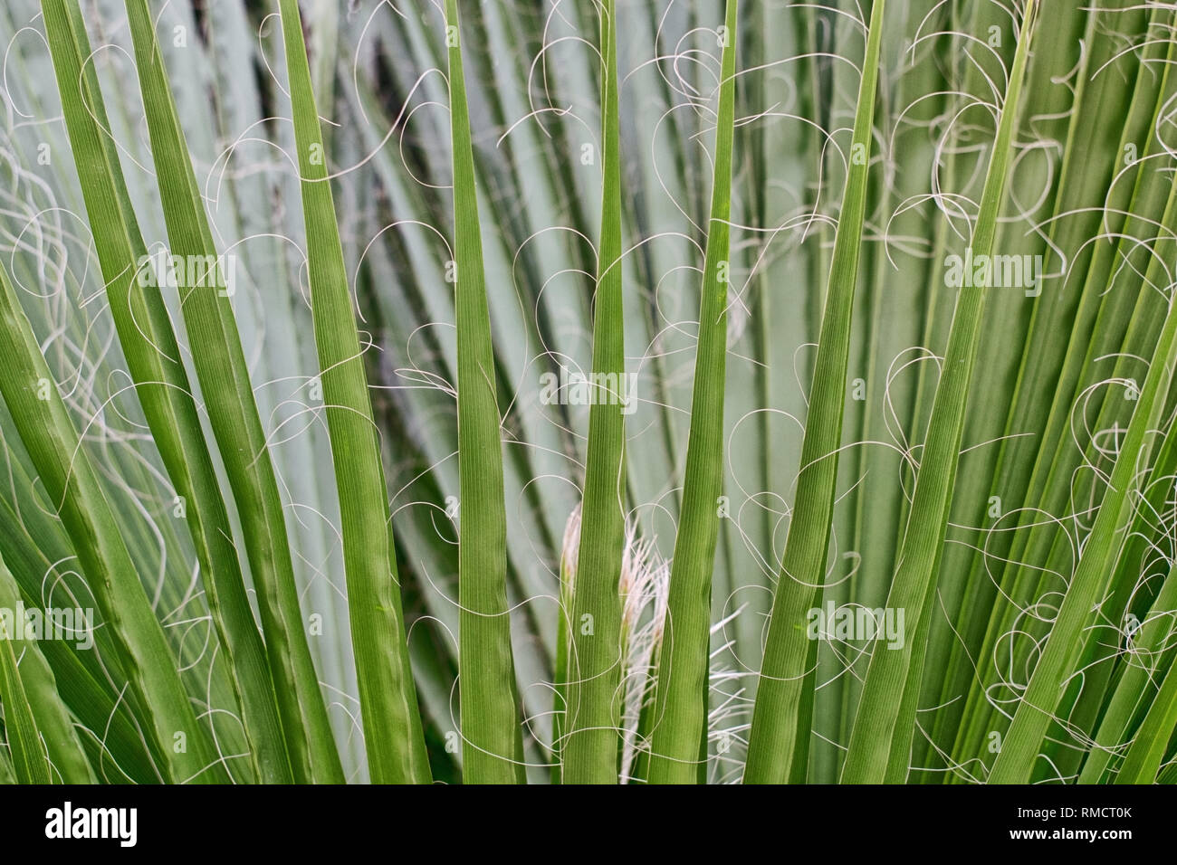 Forte de feuilles vert evergreen Yucca plante par des fibres. La texture. Banque D'Images