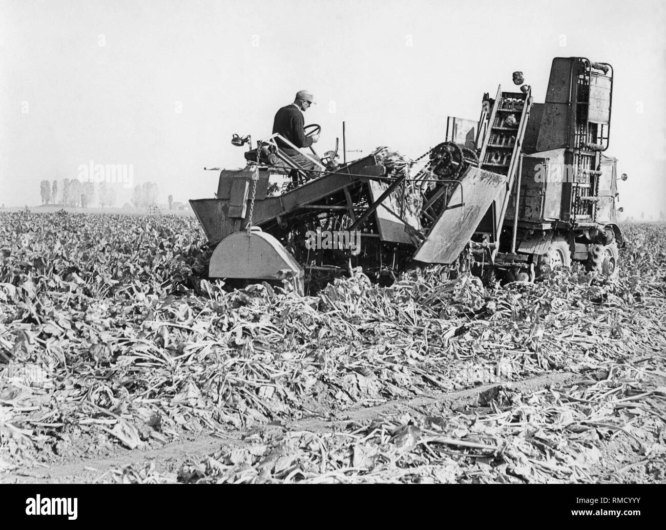 La récolte de betteraves à sucre, 1950 Banque D'Images