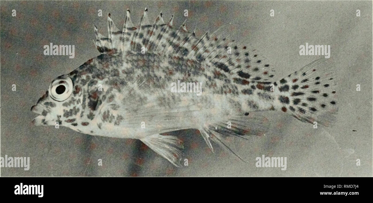 . Une liste annotée des poissons de l'archipel des Chagos, Partie centrale de l'Océan Indien. Les poissons. Fig. 281. Amblycirrhitus bimaculus, 53 mm SL, Peros Banhos.. Fig. 282. Cirrhitichthys oxycephalus, 48 mm SL, Peros Banhos.. Veuillez noter que ces images sont extraites de la page numérisée des images qui peuvent avoir été retouchées numériquement pour plus de lisibilité - coloration et l'aspect de ces illustrations ne peut pas parfaitement ressembler à l'œuvre originale.. Winterbottom, Richard, 1944- ; Emery, Alan, 1939- ; Holm, Erling, 1950- ; Musée royal de l'Ontario. Toronto : Musée Royal de l'Ontario Banque D'Images