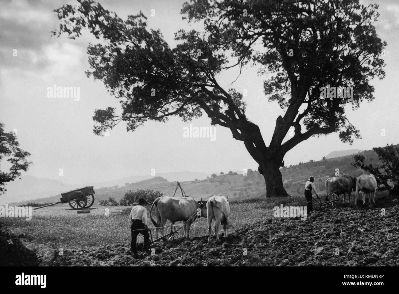 L'Italie, la Basilicate, Policoro, travaux agricoles, 1930 Banque D'Images