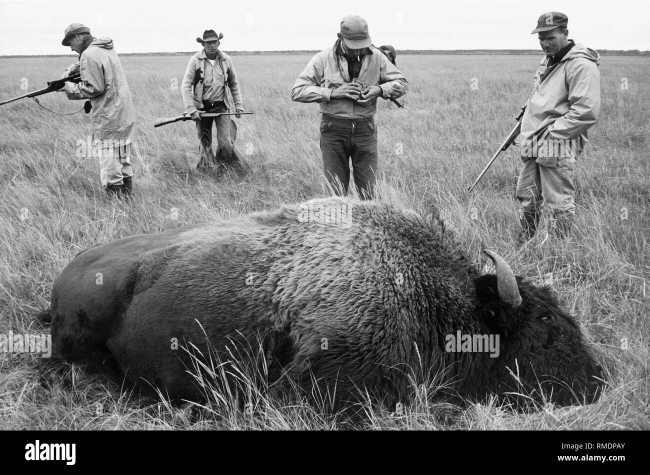 Usa, Canada, Buffalo, chasseurs, 1961 Banque D'Images