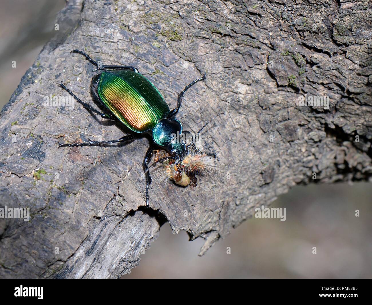 Caterpillar forêt hunter (Calosoma sycophanta) se nourrissent d'une chenille de la spongieuse (Lymantria dispar) il a tué dans un arbre de chêne vert, Bacu Golorit Banque D'Images